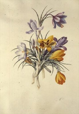 Krokus af Georg Dionysius Ehret