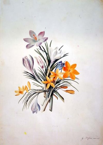 Krokusbuket af Georg Dionysius Ehret