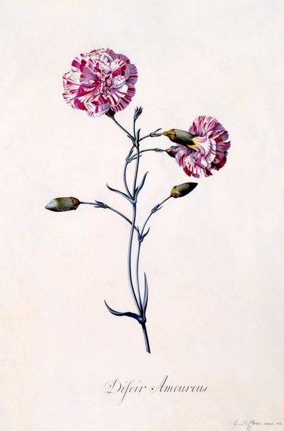 Difor Amourius Nellik, ca. 1745 håndfarvet gravering. af "Georg Dionysius Ehret