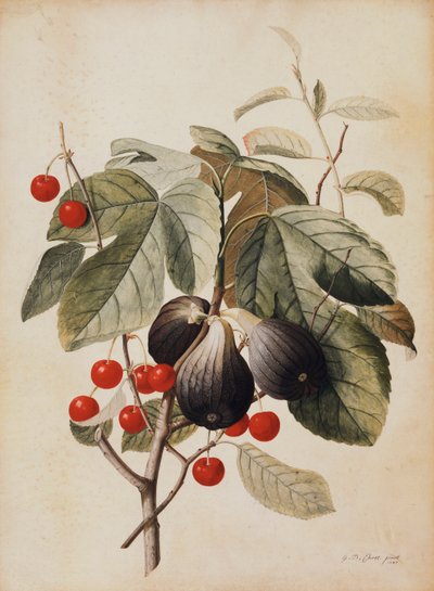 Figner og kirsebær, 1747 af Georg Dionysius Ehret