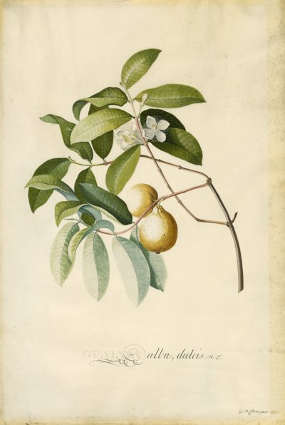 Guava af Georg Dionysius Ehret