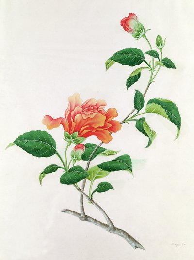 Hibiscus af Georg Dionysius Ehret