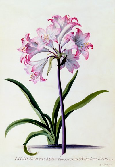 Lilio Narcissus, ca. 1744 håndfarvet gravering. af "Georg Dionysius Ehret