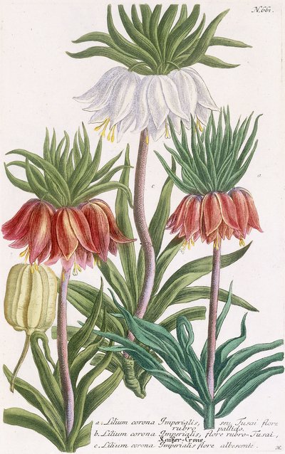 Kejserliljekrone af Georg Dionysius Ehret
