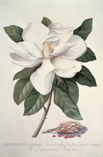 Magnolia af Georg Dionysius Ehret