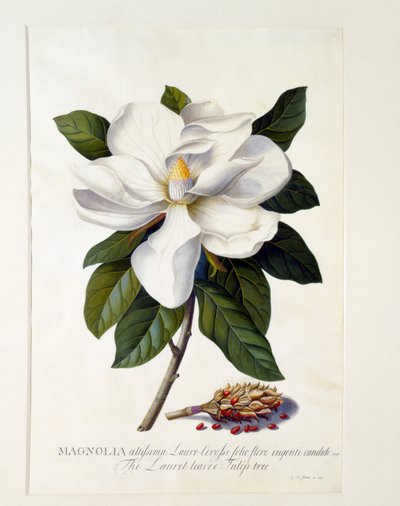 Magnolia Grandiflora, ca. 1743 håndkoloreret gravering. af "Georg Dionysius Ehret