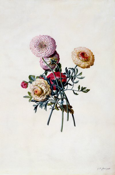 Blandede Ranunkler, ca. 1743 håndkoloreret gravering. af "Georg Dionysius Ehret