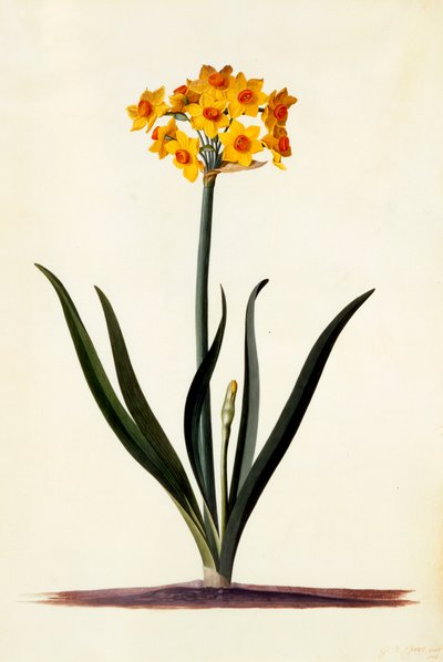 Narcissus, ca. 1745 håndfarvet gravering. af "Georg Dionysius Ehret
