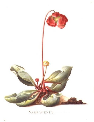PD.117-1973.f23 Sarracenia purpurea (kandeplante) 1764 (akvarel og gouache på vellum) af Georg Dionysius Ehret