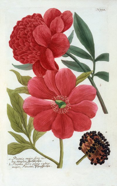 Paeonia, håndfarvet gravering. af "Georg Dionysius Ehret