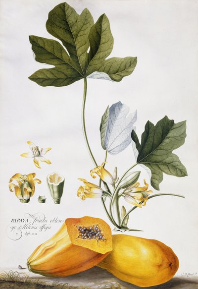 Papaya, af Georg Dionysius Ehret