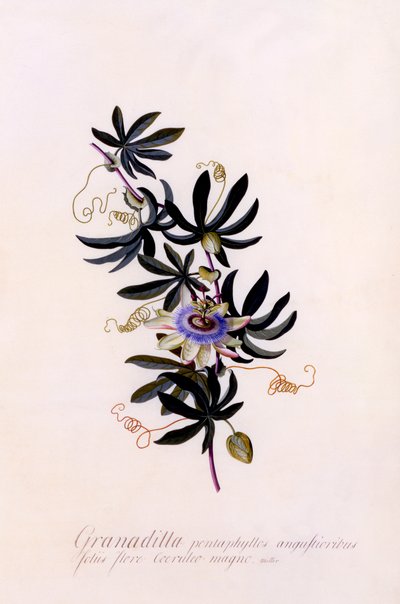 Passiflora Granadilla, ca. 1745 håndfarvet gravering. af "Georg Dionysius Ehret