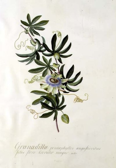 Passionsblomst af Georg Dionysius Ehret