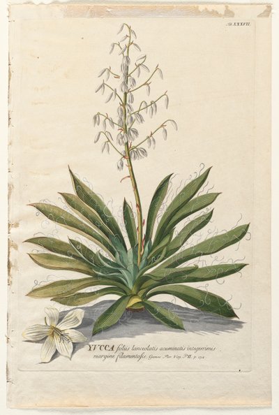 Udvalgte planter 37 - Yucca. af Georg Dionysius Ehret