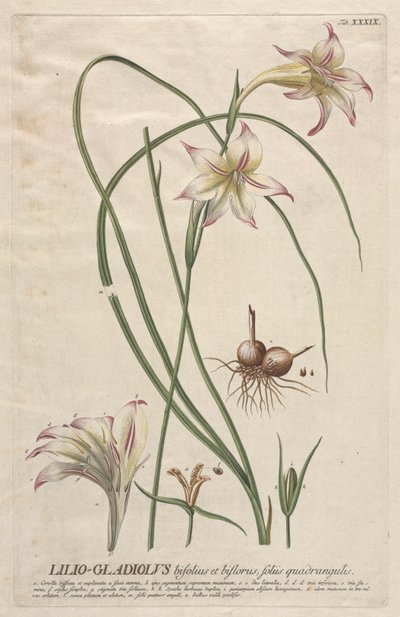 Udvalgte planter 39 - Lilio-Gladiolus. af Georg Dionysius Ehret