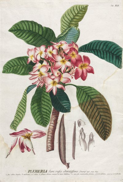 Udvalgte planter 41 af Georg Dionysius Ehret
