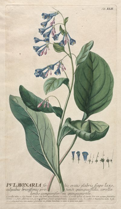 Udvalgte planter 42 - Pulmonaria. af Georg Dionysius Ehret