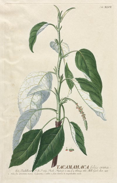 Udvalgte planter 46 Tacamahaca. af Georg Dionysius Ehret