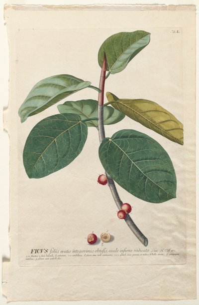 Udvalgte planter 50 Ficus af Georg Dionysius Ehret