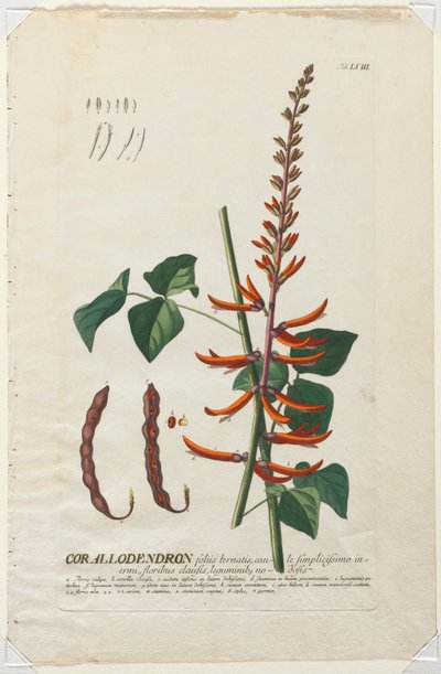Udvalgte planter 58 - Corallodendron. af Georg Dionysius Ehret