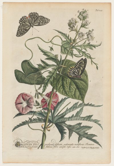 Mere sjældne planter og sommerfugle 7, 1748 af Georg Dionysius Ehret