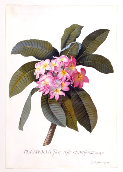 Plumeria, c 1744 håndfarvet gravering. af "Georg Dionysius Ehret
