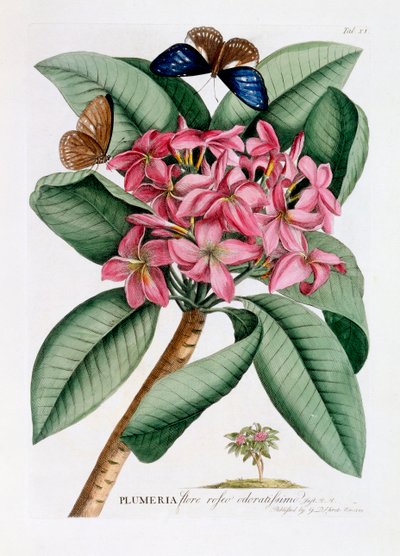 Plumeria, ca. 1749 håndkoloreret gravering. af "Georg Dionysius Ehret