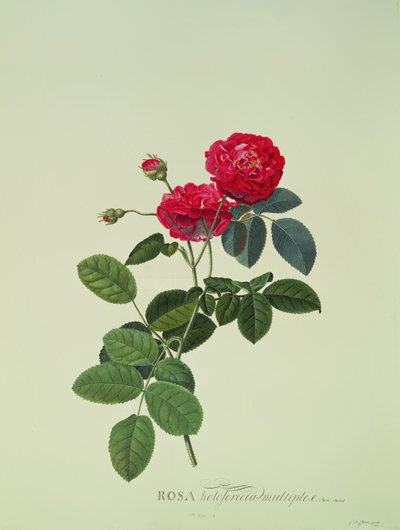 Rosa: Holoferica multiplex (Park Parade) af Georg Dionysius Ehret