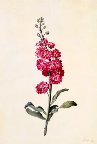 Aktie Matthiola Incana, ca. 1746 håndkoloreret gravering. af "Georg Dionysius Ehret