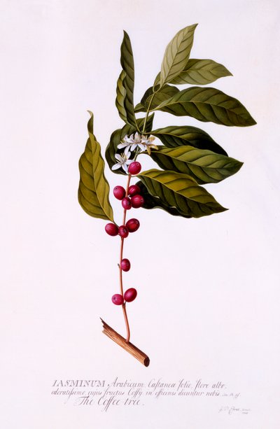Kaffetræet, ca. 1743 håndkoloreret gravering. af "Georg Dionysius Ehret