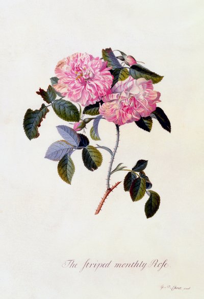 Den stribede månedsrose, ca. 1745 håndfarvet gravering. af "Georg Dionysius Ehret