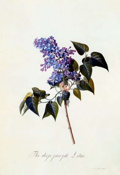Den dyb-lilla lilla. af "Georg Dionysius Ehret