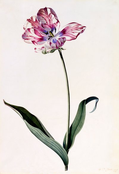 Tulipan, ca. 1745 håndfarvet gravering. af "Georg Dionysius Ehret