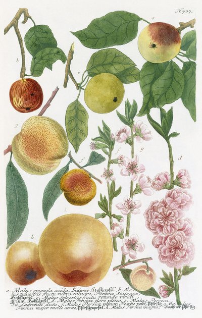 Forskellige æbler af Georg Dionysius Ehret