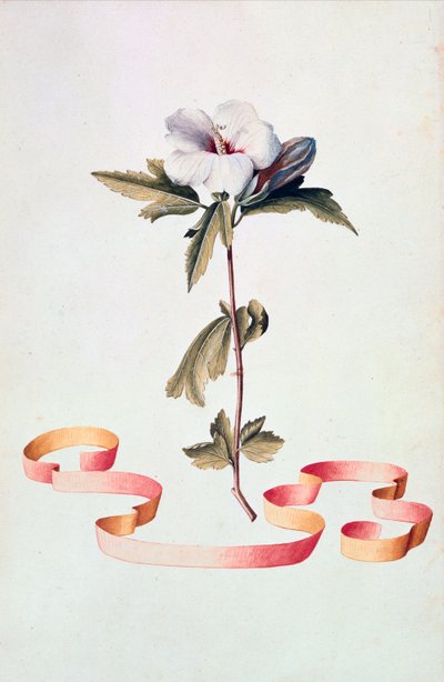 Hvid hibiscus af Georg Dionysius Ehret