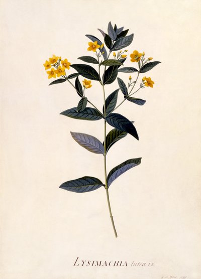 Yellow Loosestrife, ca. 1760 (håndkoloreret gravering) af Georg Dionysius Ehret