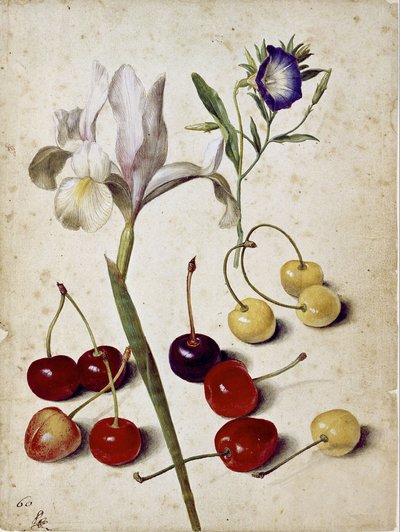 Spansk iris, morgenfrue og kirsebær af Georg Flegel