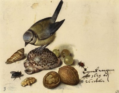 Stilleben med blåmejse, skaller, frugter og insekter, 1629. af Georg Flegel