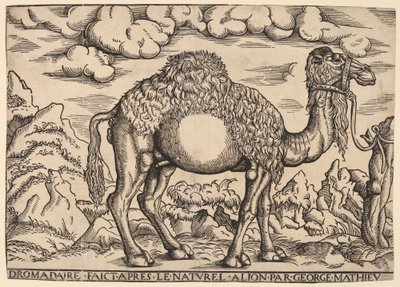 En Dromedar af Georg Mattheus