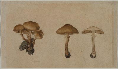 Svampe af Georg Wilhelm Baurenfeind