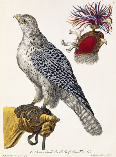 Falkejagt, plade 3, fra "Delights of Nature Selected", 1771 af Georg Wolfgang Knorr