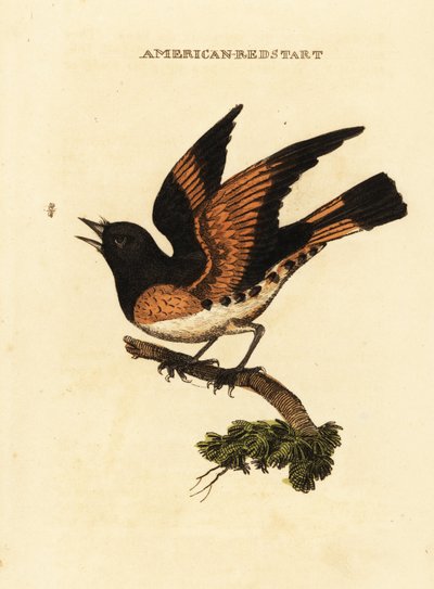 Amerikansk rødstjert, Setophaga ruticilla af George (after) Edwards