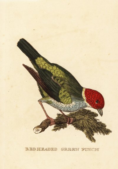 Bugthoved tanager, Tangara gyrola af George (after) Edwards
