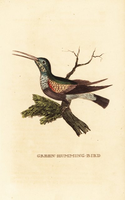 Sortbuget kolibri, Eupherusa nigriventris, hun af George (after) Edwards