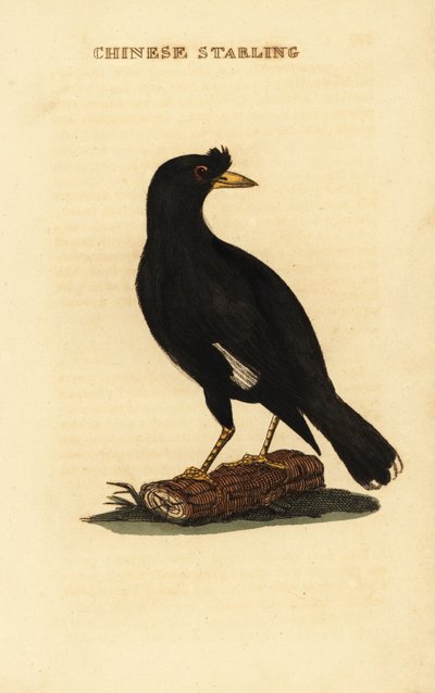 Crested myna, Acridotheres cristatellus af George (after) Edwards
