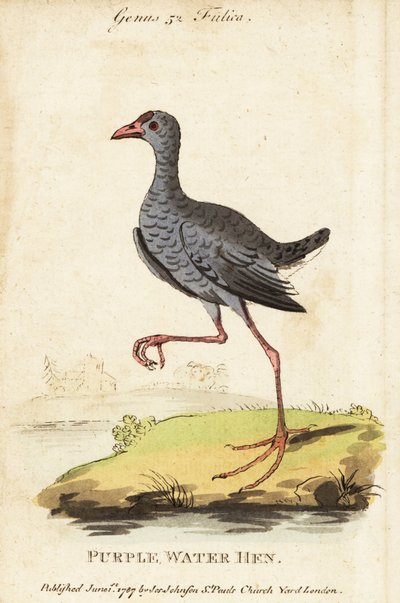 Gråhovedet sump, Porphyrio poliocephalus af George (after) Edwards