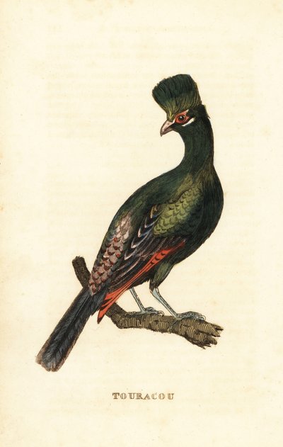 Guinea turaco eller grøn turaco, Tauraco persa af George (after) Edwards