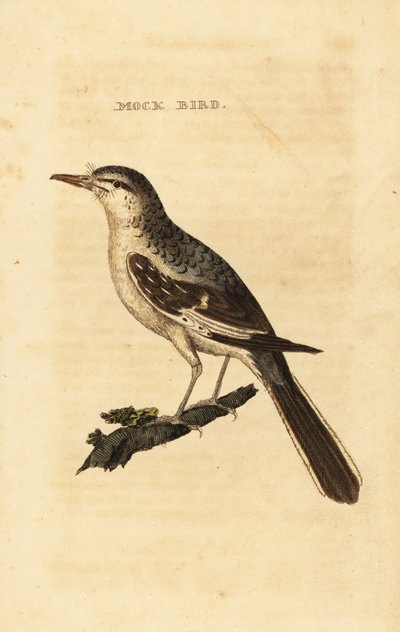 Nordlig mockingbird, Mimus polyglottos af George (after) Edwards