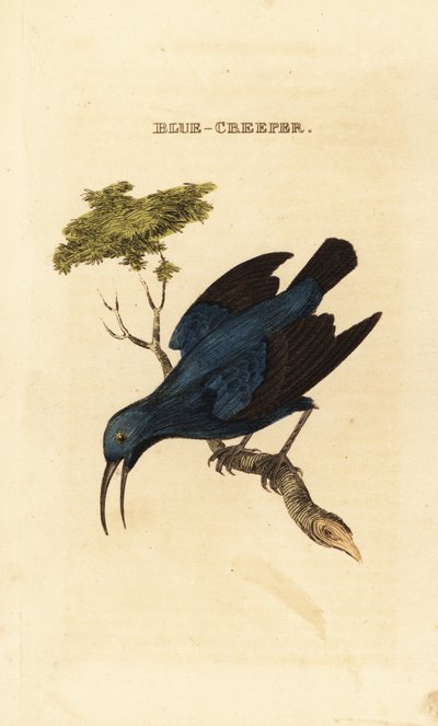 Lilla honningkryb, Cyanerpes caeruleus af George (after) Edwards