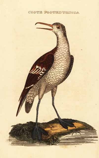 Rødhalset phalarope, Phalaropus lobatus af George (after) Edwards
